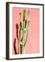 Photo Picture of a Tropical Cactus Texture Background-underworld-Framed Photographic Print