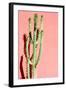 Photo Picture of a Tropical Cactus Texture Background-underworld-Framed Photographic Print