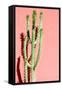 Photo Picture of a Tropical Cactus Texture Background-underworld-Framed Stretched Canvas