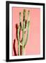 Photo Picture of a Tropical Cactus Texture Background-underworld-Framed Photographic Print