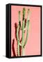 Photo Picture of a Tropical Cactus Texture Background-underworld-Framed Stretched Canvas