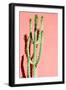 Photo Picture of a Tropical Cactus Texture Background-underworld-Framed Photographic Print