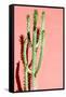 Photo Picture of a Tropical Cactus Texture Background-underworld-Framed Stretched Canvas