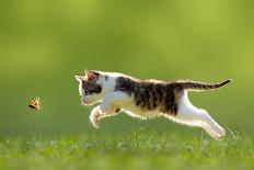 Young Cat Hunting Butterfly on a Meadow Backlit-Photo-SD-Photographic Print