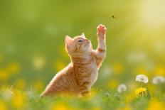 Young Cat Hunting Butterfly on a Meadow Backlit-Photo-SD-Photographic Print