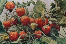 'Strawberries - John Kidd & Co. Ltd.', 1910-Photochrom Co Ltd of London-Giclee Print