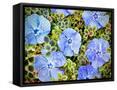 Canvas Black
