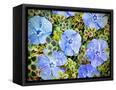 Canvas Black