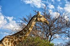 A Giraffe in Front of A Tree-photogallet-Photographic Print