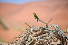 A Giraffe in Front of A Tree-photogallet-Photographic Print