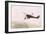 Photograph of a Wingwalkers on a Biplane-null-Framed Giclee Print