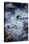 Photograph of Abstract Ice Formations Found-Jordi Elias Grassot-Stretched Canvas