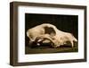Photograph of animal skull-Panoramic Images-Framed Photographic Print