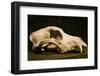 Photograph of animal skull-Panoramic Images-Framed Photographic Print