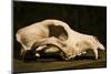 Photograph of animal skull-Panoramic Images-Mounted Photographic Print