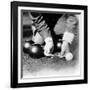 Photograph Showing the Measuring from a 'Jack' During a Game of Bowls, Britain, 1903-null-Framed Photographic Print