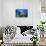 Photographer and Nassau Grouper-Stephen Frink-Stretched Canvas displayed on a wall