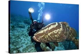 Photographer and Nassau Grouper-Stephen Frink-Stretched Canvas