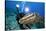 Photographer and Nassau Grouper-Stephen Frink-Stretched Canvas