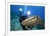 Photographer and Nassau Grouper-Stephen Frink-Framed Photographic Print