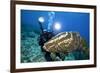 Photographer and Nassau Grouper-Stephen Frink-Framed Photographic Print