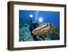 Photographer and Nassau Grouper-Stephen Frink-Framed Photographic Print