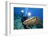 Photographer and Nassau Grouper-Stephen Frink-Framed Photographic Print