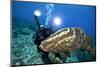 Photographer and Nassau Grouper-Stephen Frink-Mounted Photographic Print