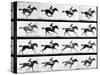 Photographer Eadweard Muybridge's Study of a Horse at Full Gallop in Collotype Print-Eadweard Muybridge-Stretched Canvas