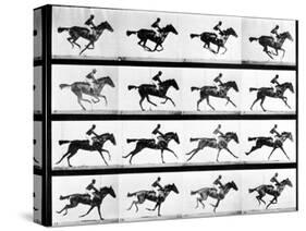 Photographer Eadweard Muybridge's Study of a Horse at Full Gallop in Collotype Print-Eadweard Muybridge-Stretched Canvas