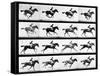 Photographer Eadweard Muybridge's Study of a Horse at Full Gallop in Collotype Print-Eadweard Muybridge-Framed Stretched Canvas