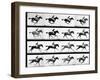 Photographer Eadweard Muybridge's Study of a Horse at Full Gallop in Collotype Print-Eadweard Muybridge-Framed Photographic Print