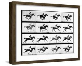 Photographer Eadweard Muybridge's Study of a Horse at Full Gallop in Collotype Print-Eadweard Muybridge-Framed Photographic Print