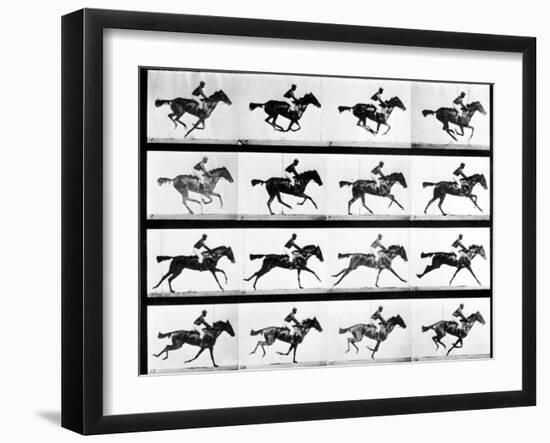 Photographer Eadweard Muybridge's Study of a Horse at Full Gallop in Collotype Print-Eadweard Muybridge-Framed Photographic Print