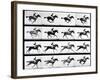 Photographer Eadweard Muybridge's Study of a Horse at Full Gallop in Collotype Print-Eadweard Muybridge-Framed Photographic Print