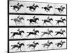 Photographer Eadweard Muybridge's Study of a Horse at Full Gallop in Collotype Print-Eadweard Muybridge-Mounted Photographic Print
