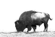 Line Art/Pen and Ink Illustration Style Image of American Bison (Buffalo) Skylined on a Ridge Again-photographhunter-Framed Photographic Print