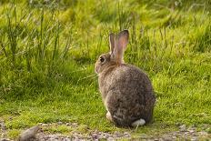 Rabbit Sitting Watching-photographhunter-Framed Photographic Print