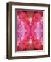 Photographic Layer Work from Poenies and Other Flowers in Delicate Frosted Water-Alaya Gadeh-Framed Photographic Print