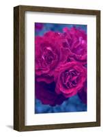 Photographic Layer Work from Red Roses-Alaya Gadeh-Framed Photographic Print