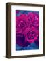 Photographic Layer Work from Red Roses-Alaya Gadeh-Framed Photographic Print