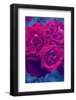 Photographic Layer Work from Red Roses-Alaya Gadeh-Framed Photographic Print