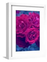 Photographic Layer Work from Red Roses-Alaya Gadeh-Framed Photographic Print