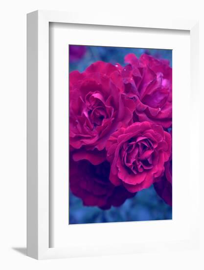 Photographic Layer Work from Red Roses-Alaya Gadeh-Framed Photographic Print