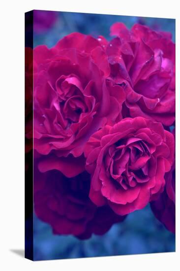 Photographic Layer Work from Red Roses-Alaya Gadeh-Stretched Canvas