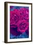 Photographic Layer Work from Red Roses-Alaya Gadeh-Framed Photographic Print