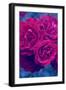 Photographic Layer Work from Red Roses-Alaya Gadeh-Framed Photographic Print