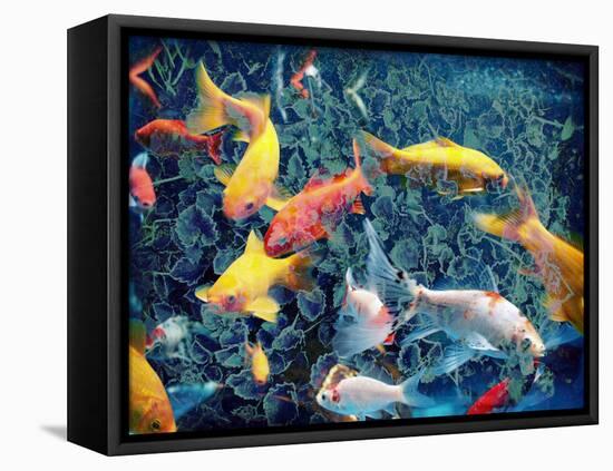 Photographic Layer Work from Swimming Fishes and Leafes-Alaya Gadeh-Framed Stretched Canvas