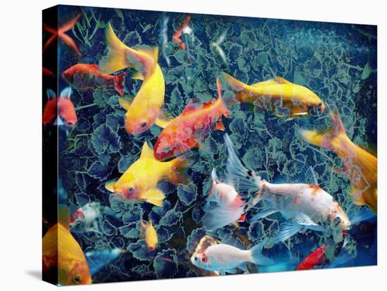 Photographic Layer Work from Swimming Fishes and Leafes-Alaya Gadeh-Stretched Canvas