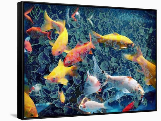 Photographic Layer Work from Swimming Fishes and Leafes-Alaya Gadeh-Framed Stretched Canvas